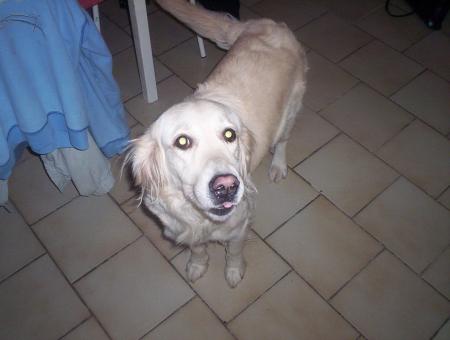 ma chienne